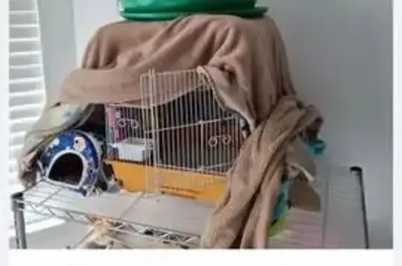 Lost Blue Bird: Found on Ridge Cave St.