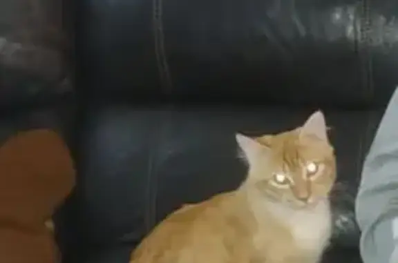 Lost Fluffy-Tailed Cat in SC - Friendly!