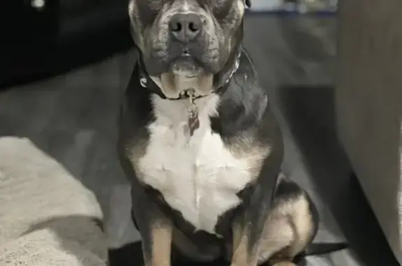 Lost Tri-Color Pitbull Mix in Englewood