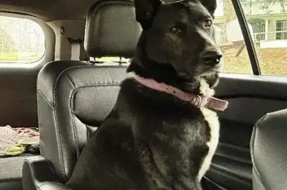 Lost Black & White German Shepherd - Ansted