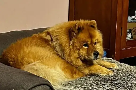 Lost Friendly Chow Chow on Broad Gully Rd