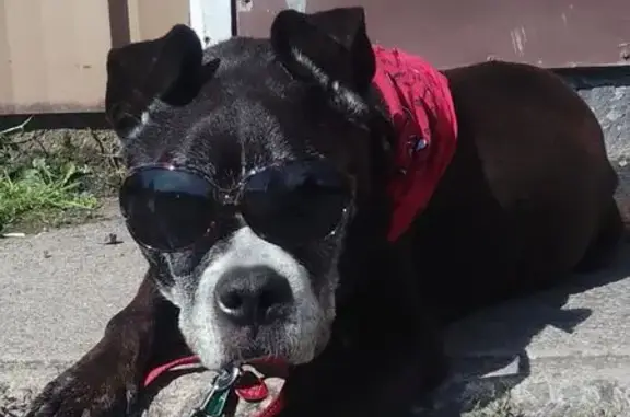 Lost Dog: Black with White Chest, Lake Twp