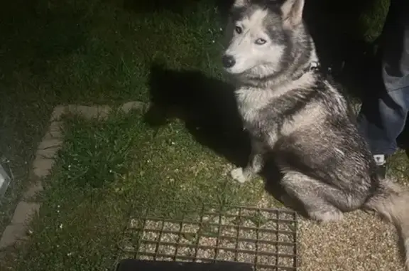 Chien trouvé , photo: Husky femelle trouvée à Saint-Pierre-du-Jonquet