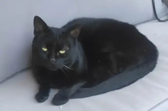 Animaux perdus , photo: Chat noir perdu, canine et coussinet manquants