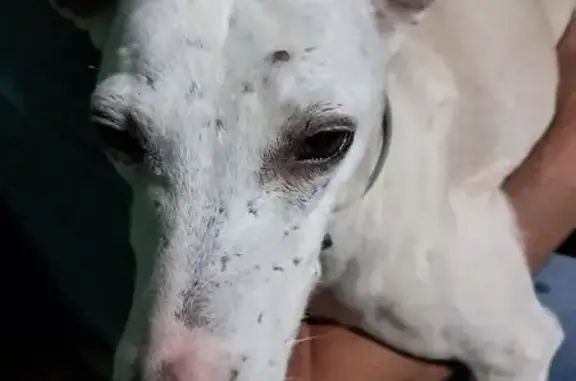 Animaux trouvés , photo: Chien blanc trouvé avec collier gris à Brives