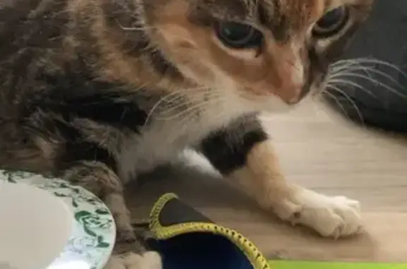 Animaux trouvés Issoire, photo: Chat tricolore blessé trouvé à Issoire