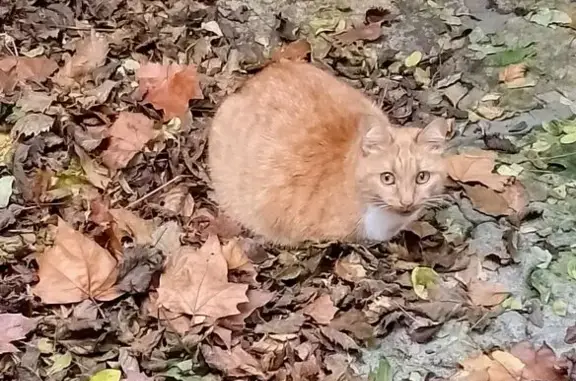 Chatte rousse perdue à Nemours - photo