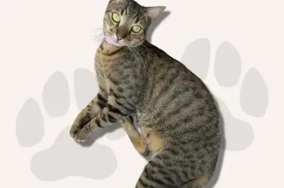 Lost Tabby: Chini, Pink Collar, Blacktown