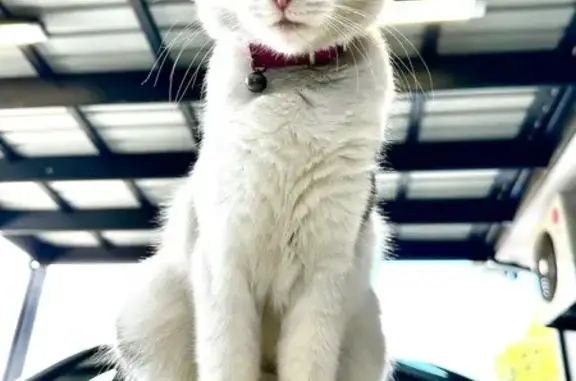 Lost Cat: Black & White, Pink Collar