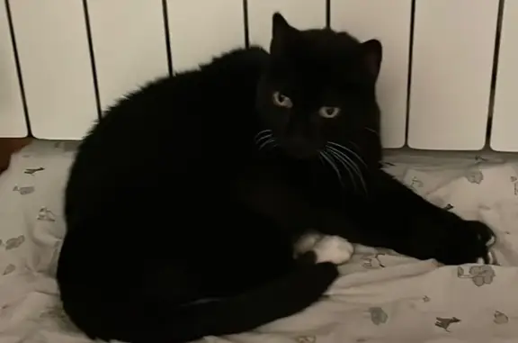 Gata Perdida: Negra y Blanca en Olesa