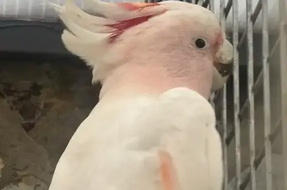 Cacatúa Inca Perdida en Santa Cruz de Tenerife