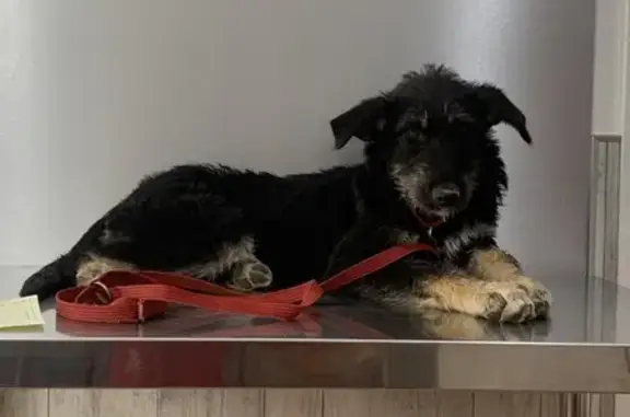 Perro Perdido en Camino de Purchil, Granada