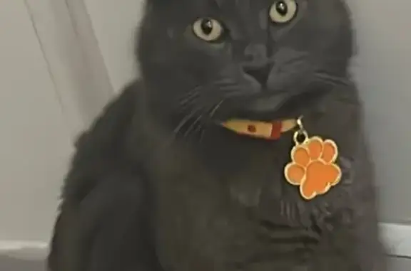 Animaux perdus Colombes, photo: Chat perdu : Oscar, craintif et désorienté