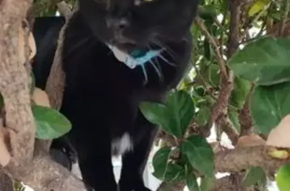 Gata Negra Perdida en Blanes: Collar Azul