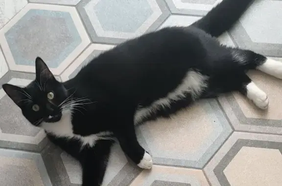Chat perdu, , photo: Chat mâle perdu à Amiens, répond Chaussette