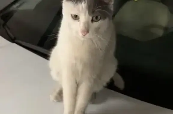 Chat blanc/gris trouvé à Toulon, yeux verts - photo