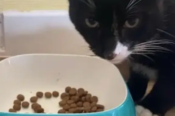 Animaux trouvés Vierzon, photo: Chat noir et blanc trouvé à Vierzon