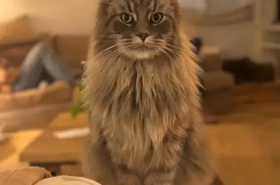 Gato Mainecoon Gris Perdido en Ontinyent