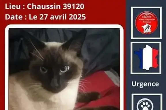 Chat siamois beige/noir perdu à Chaussin - photo