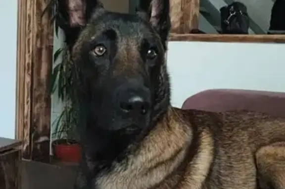Malinois blessé perdu à Stotzheim - photo