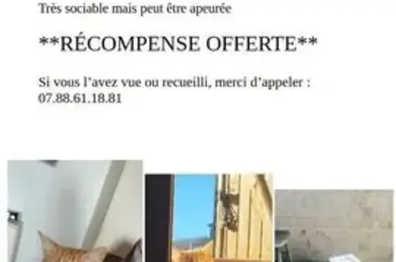 Animaux perdus , photo: Chatte rousse et blanche perdue à Landifay