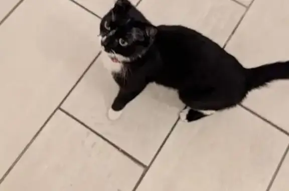 Chat trouvé Étrembières, photo: Chat noir et blanc trouvé à Étrembières