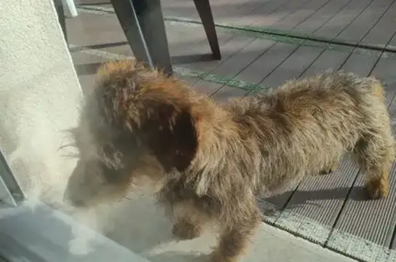 Petit chien marron trouvé à Farnay - photo