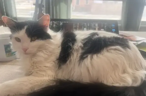 Lost Cat: Oreo with Broken Heart Mark