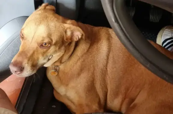 cachorro desaparecida