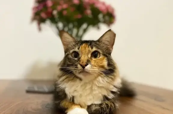 Lost Cat: Timid, Black/Orange/Brown Fur