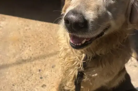 Golden Retriever mâle trouvé à Gabarret - photo