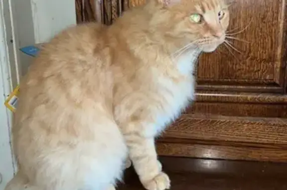 Chat sociable perdu à Évran - photo