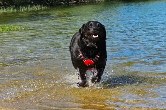 Chien perdu Cléré-les-Pins, photo : Chien croisé labrador perdu à Cléré-les-Pins