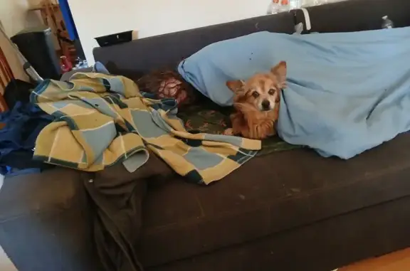 Lost Fluffy: Reddish Pom-Corgi in Columbus