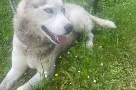 Chien trouvé Limoges, photo: Husky trouvé, blanc/beige/gris à Limoges