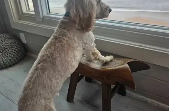 Lost Mini Golden Doodle on Turtle Shores