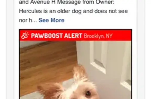 Help Find Hercules: Elderly Lost Dog