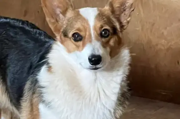 Lost Tri-Color Corgi on County Rd 178