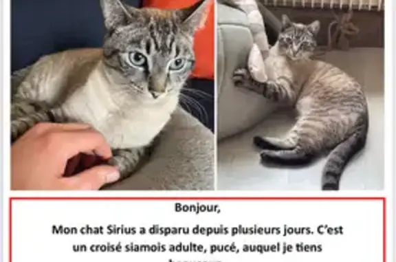 Chat perdu à Creully : Siamois yeux bleus - photo