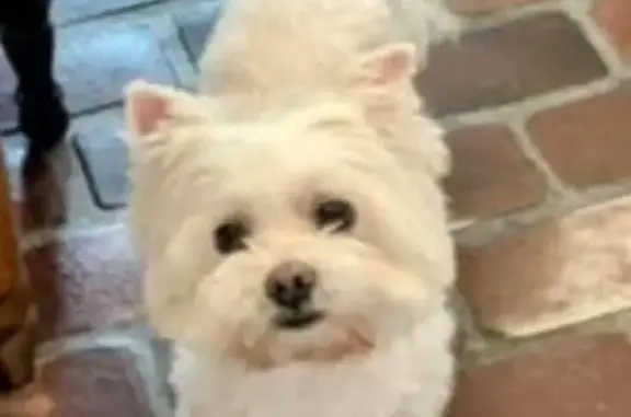 Lost Dog Solly: White Maltese/Westie Mix