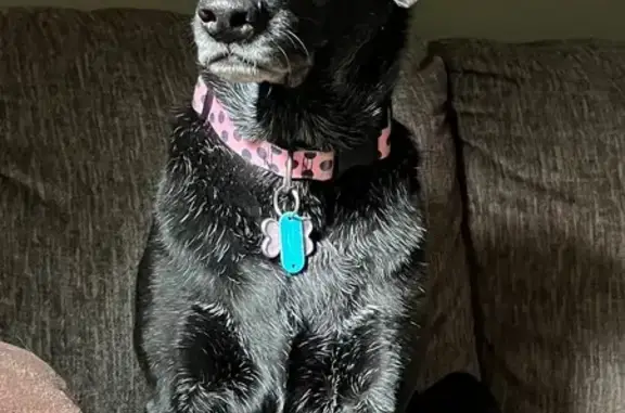 Lost Gray Lab Mix: Friendly, Pink Collar