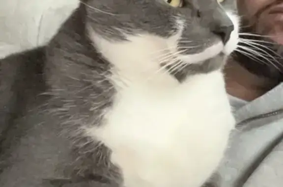 Lost Gray Tuxedo Cat: Kent Rd, Lancaster