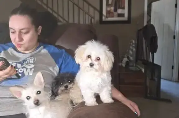 Lost White Shih Tzu-Poodle in Tucson