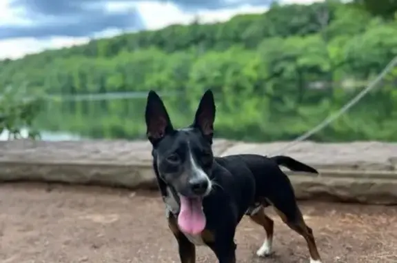 Lost: Small Black Dog on Sisson St.