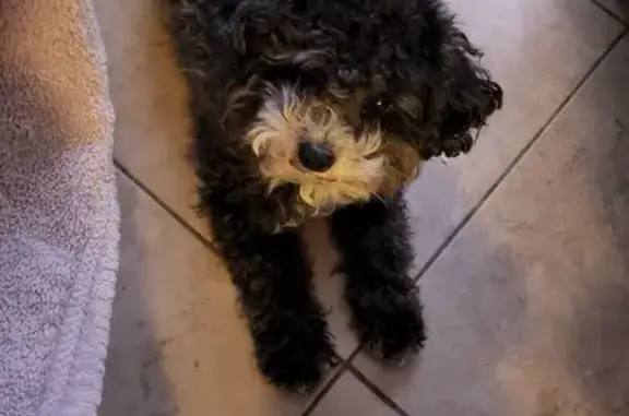 Lost Poodle Mix: West Nevil Court, Tucson