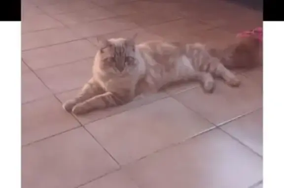 gato desaparecida