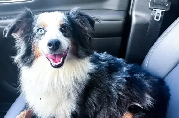 Lost Mini Aussie: Friendly, Blue-Eyed