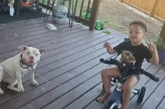 Lost White Dog: Purple Collar, Call Now!