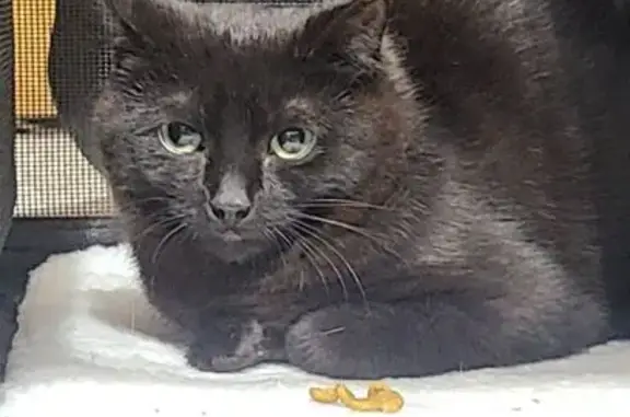 Lost: Fearful Black Kitten in Plainfield