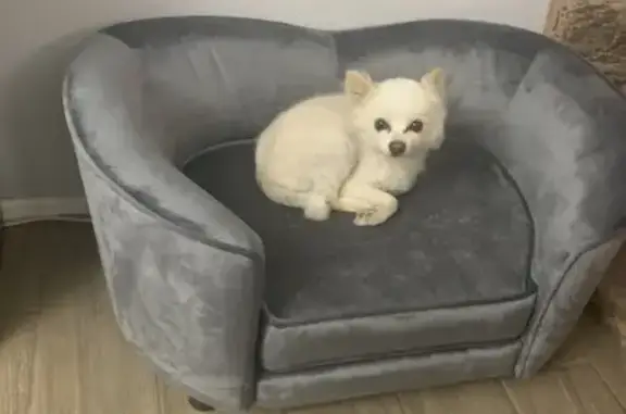 Lost 14-Year-Old Pomeranian/Chihuahua Mix